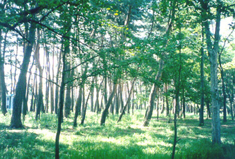 ankim02-6-59z23.jpg
