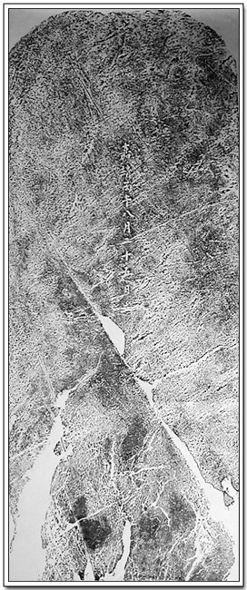 ankim04-13z181.jpg