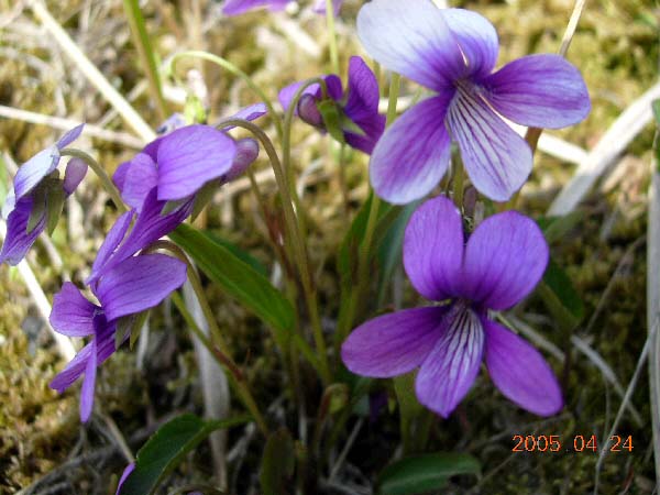 ankim04-4-268.jpg