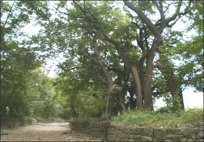 ankim04-9z107.jpg